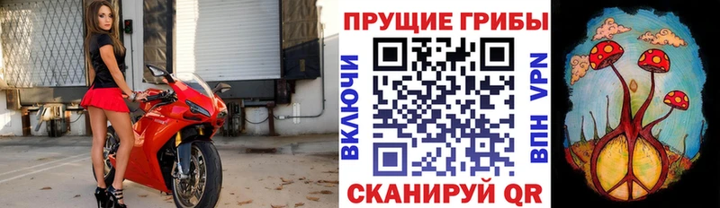 сколько стоит  Сасово  Галлюциногенные грибы MAGIC MUSHROOMS 
